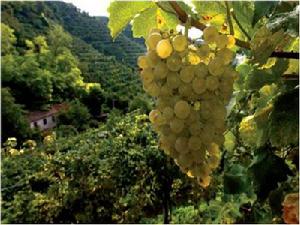 普洛塞克 普洛塞克