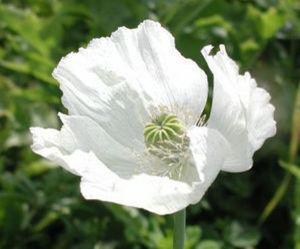 冰白罌粟 冰白罌粟