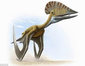 遼寧翼龍屬 遼寧翼龍屬