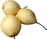 寧晉雪梨 寧晉雪梨