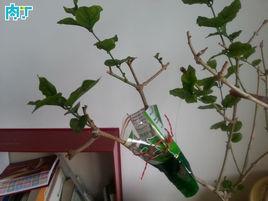 壓條繁殖 壓條繁殖