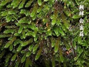 朝鮮白齒蘚 朝鮮白齒蘚