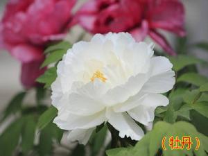 趙侍郎宅看紅白牡丹因寄楊狀頭贊圖