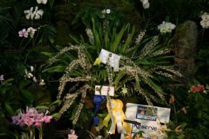 墨脫毛蘭 墨脫毛蘭