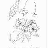 緬甸潘氏馬先蒿 緬甸潘氏馬先蒿