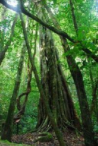 西雙版納望天樹