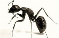 （圖）螞蟻一生