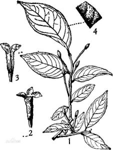 毛木半夏 毛木半夏