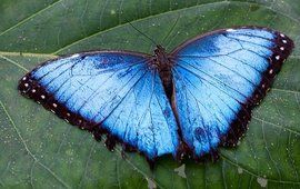 藍閃蝶 藍閃蝶