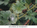 金瓜病毒病 金瓜病毒病