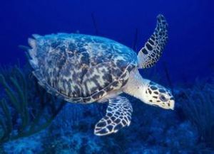 海洋動物區劃 海洋動物區劃