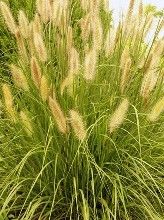 蘭坪狼尾草 蘭坪狼尾草