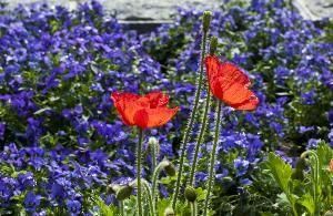 冰島罌粟 冰島罌粟