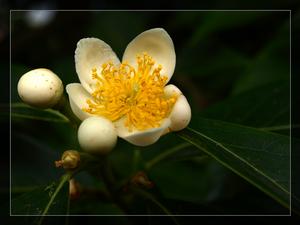 五椏果亞綱 五椏果亞綱