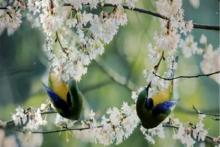 鳥類與珍稀植物