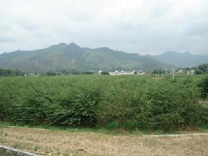 新堯三華李觀光園 新堯三華李觀光園