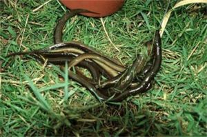 雜食豆齒鰻 雜食豆齒鰻