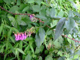 野豌豆屬 野豌豆屬