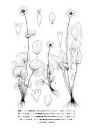 西藏梅花草 西藏梅花草