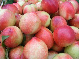 喀拉布拉桃子 喀拉布拉桃子