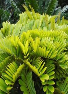 哥倫比亞蘇鐵屬 哥倫比亞蘇鐵屬