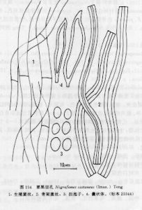 栗黑層孔 栗黑層孔