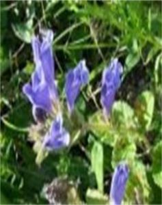 寬花美花毛建草