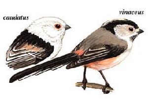 銀喉山雀 銀喉山雀