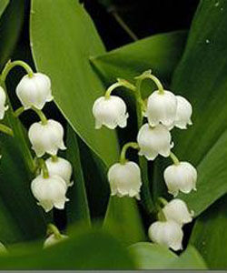 山谷百合[植物]