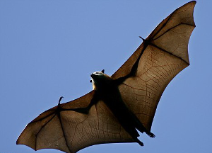 細齒狐蝠 細齒狐蝠