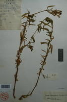 輪傘蠅子草 輪傘蠅子草