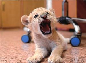 獅獅虎獸 獅獅虎獸