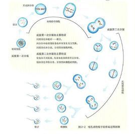間期複製 間期複製