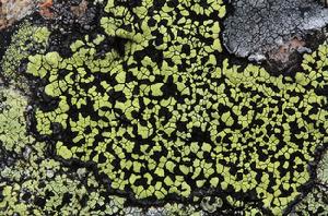 黃綠地圖衣 黃綠地圖衣