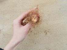 野丹參[唇形目唇形科植物]