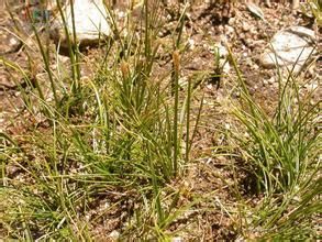 膨囊嵩草 膨囊嵩草