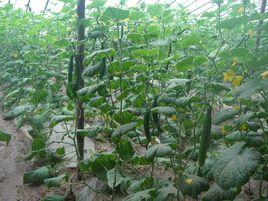 吳家井鄉 吳家井鄉