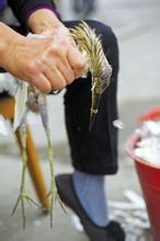 對羅霄山候鳥的殺戮