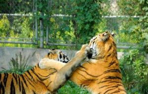 南京野生動物園 南京野生動物園