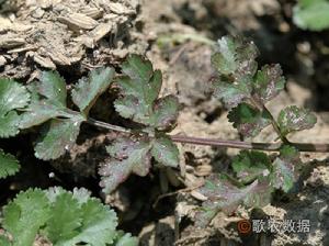 芫荽葉斑病 芫荽葉斑病