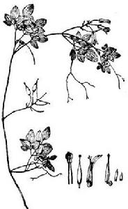 紫金龍片 紫金龍片