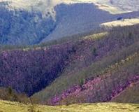 黃崗梁國家森林公園