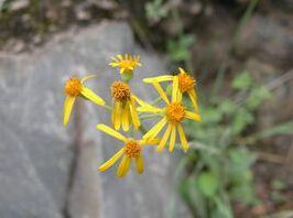 腺苞狗舌草 腺苞狗舌草