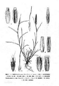 短毛單序草 短毛單序草