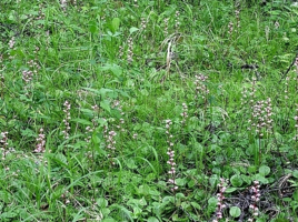 鹿蹄草科 鹿蹄草科