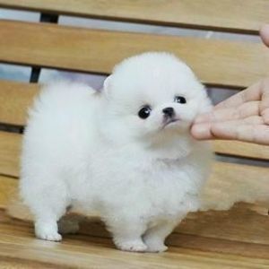 迷你博美犬 迷你博美犬