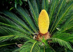 鐵樹花開 鐵樹花開