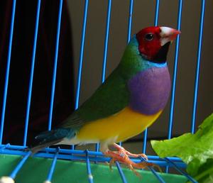 栗胸文鳥 栗胸文鳥