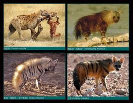 鬣狗科[鬣狗科哺乳動物通稱]