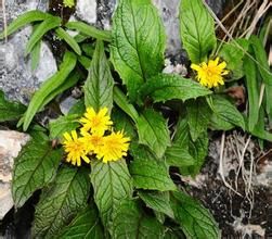 光滑匹菊 光滑匹菊